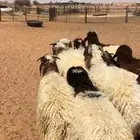 ذبايح نعيم طيبه