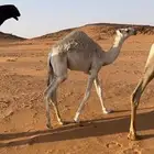قعود اوضح كفو سلاله ابو عجاريد