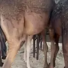للبيع حوار مجهم فل
