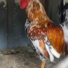 يك عربي افرق ماكنتوش