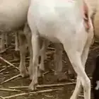 عناق بلدي