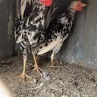 ديكين تايقر دم صافي افرق