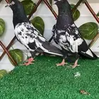 جوز رام بوري منتج