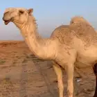 بكره رمانيه