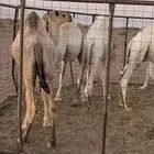 القعدان المفاريد فل الفل