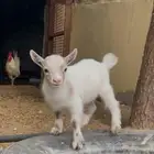 ماعز قزم