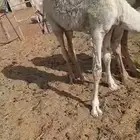 قعود لباني طيبه