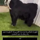 تيس عارضي بالاحساء