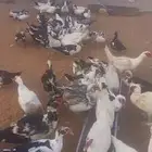 بط شهرمان مسكوفي بح ( بياض )