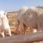 خمس حشو طيبات على حليب أمهاتهن
