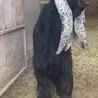 عوارض صنف نقوه دفيع بالاحساء جمله مافيه تفريد