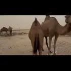 قعدان سواحل