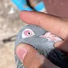 جوز باكستاني