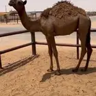 بكره صفرا