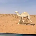 لبيع قعود