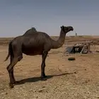 القحه للبيع