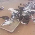 بط شهرمان مسكوفي بح ( بياض )