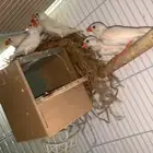 ازواج زيبرا للبيع