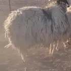 خروف نعيمي شرط