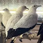 زوج امبريال