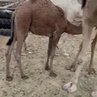 قعود على الحليب