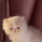 قط ذكر بيكي فيس