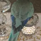 ببغاء كويكر فايلوت أزرق