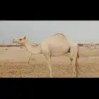بكره حره ثنيه