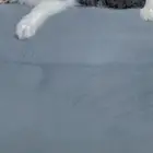 قطه لتبني