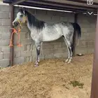 حصان شعبي