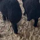 خرفان