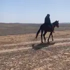 حصان للبيع