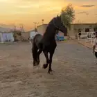 حصان فرزيان للبيع