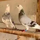 زاجل للبيع الاحساء