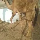 بكره على الحليب
