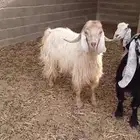 تيس ابيض مشروط