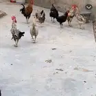دجاج بلدي