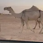 ناقة شقحاء كفوو