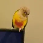 كنيور اناناس
