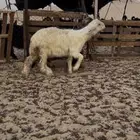 خروف ورخلين نجد دغم