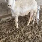 شاه حريه والد