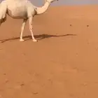 بكرة جذعه تو اجذعت وضحا
