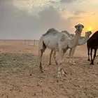 قعود ولد حاكم بن عزرم