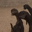 معزا شاميه