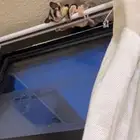 شوقر قلايدر أنثى