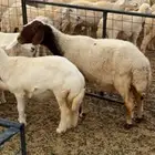 نعيميه للبيع