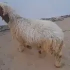 خروف نعيمي