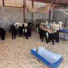 ذبايح عرب وتيوس وحري