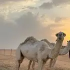 قعود حق على حاكم بن عزرم