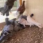 طبات زاجل سباق